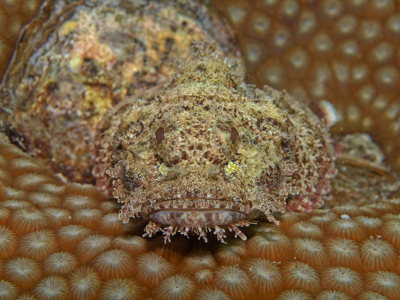Scorpion Fish, House Reef